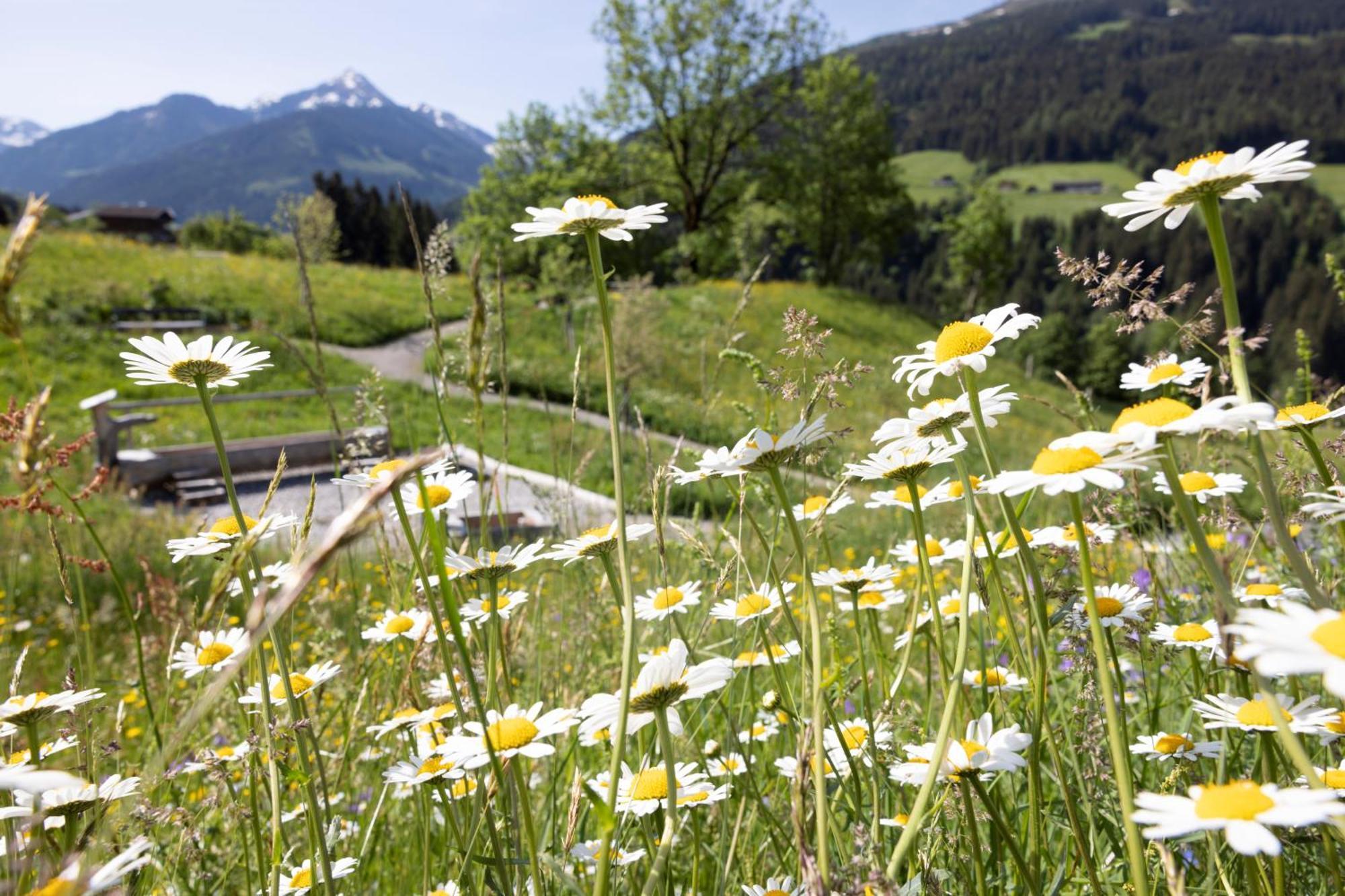 Alpbacherhof Mountain & Spa Resort Exteriör bild